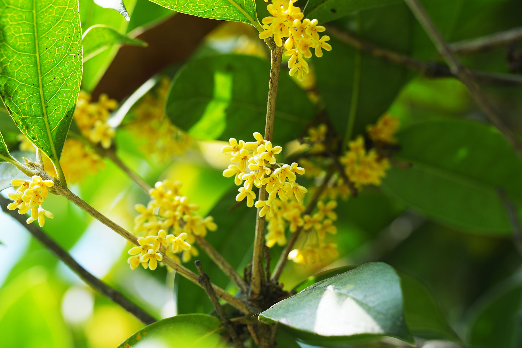 9001ccɳԳΪ(й)޹˾